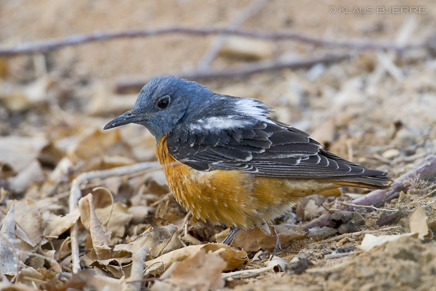 Rock Thrush_KBJ9186.jpg - Rock Thrush - Kibbutz Neot Semadar